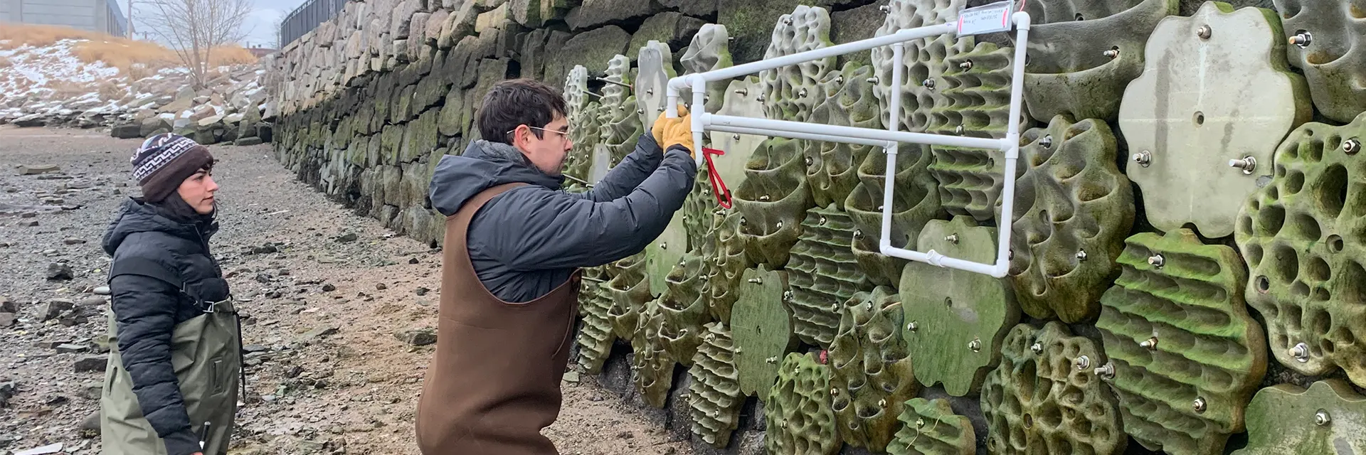 <figure><img src="/media/umassboston/editor-uploads/rooted-amp-rising/Living-Seawalls-1920x640.webp" alt="Two people adjust equipment on the side of a living seawall at low tide." style="width : -1px; height : -1px;     " /></figure>